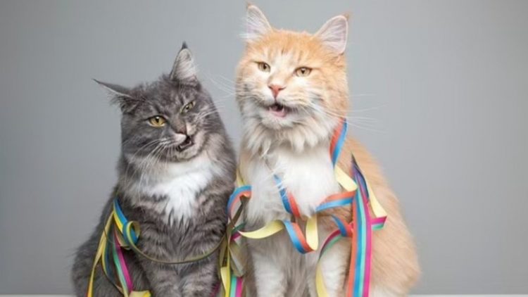 Oferta për punë: 5 500 euro në muaj për t’u kujdesur për dy mace