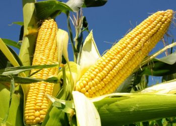 Farat dhe ushqyesit e misrit, ku t’i gjeni?