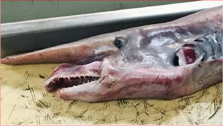 Peshkatari rus kap krijesën prehistorike në thellësitë e detit