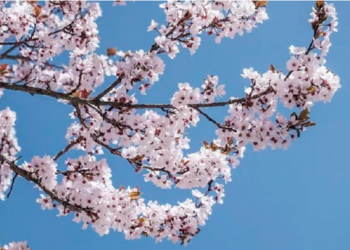 Pranvera erdhi. Sonte ndodh ekuinoksi i parë i vitit