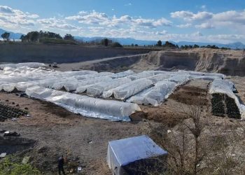 U kap për 27 sera me kanabis, arrest shtëpie për Ernest Veshtaj