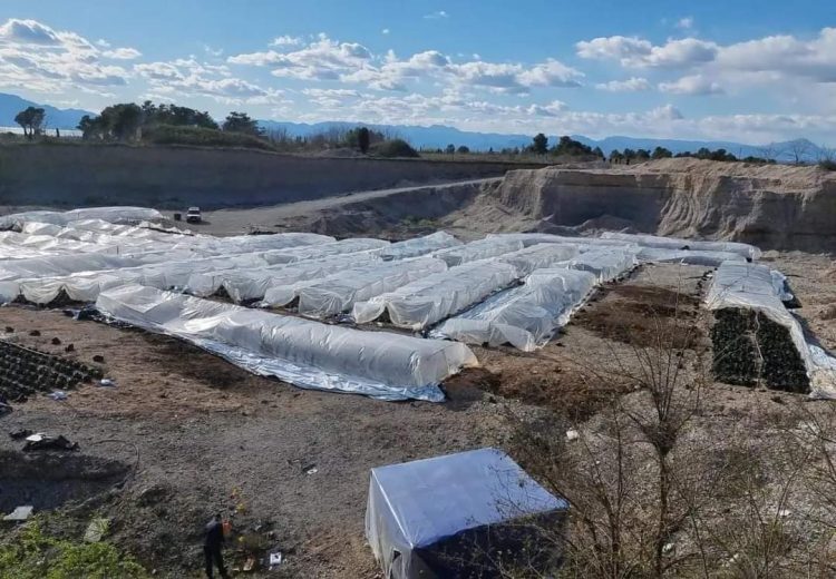 U kap për 27 sera me kanabis, arrest shtëpie për Ernest Veshtaj
