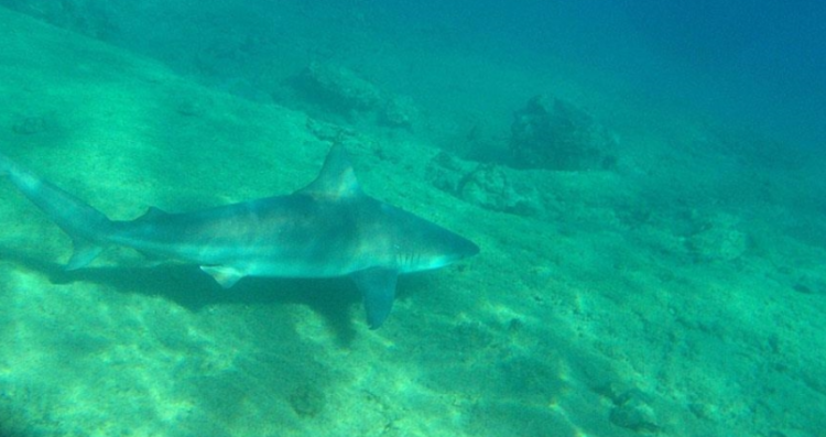 Specia e famshme ujore rrezikon zhdukjen në Mesdhe