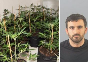 Shqiptari kapet për herë të dytë me shtëpi bari në Angli (EMRI)