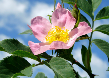 Vetitë “magjike” të trëndafilit të egër