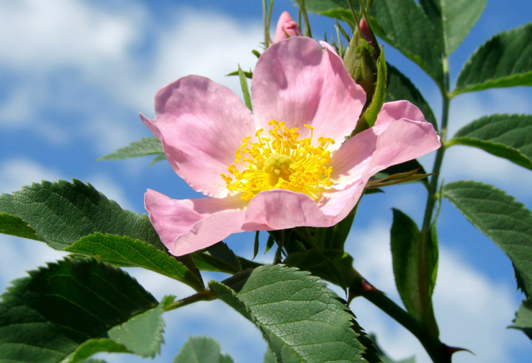 Vetitë “magjike” të trëndafilit të egër