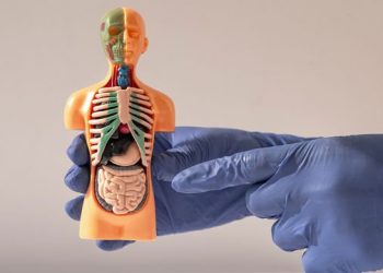 Edhe pa këto 10 organe mund të jetoni