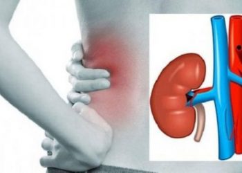 Ushqimet që duhet të hani, për të pasur veshka të shëndetshme!