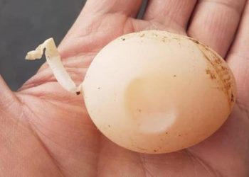 Fenomeni i çuditshëm në Turqi, pulat po bëjnë vezë me bisht