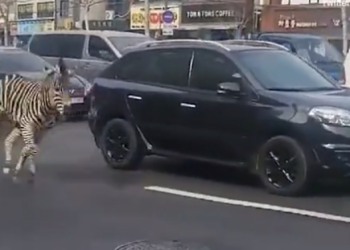 Zebra e arratisur shkakton rrëmujë në rrugët e Seulit