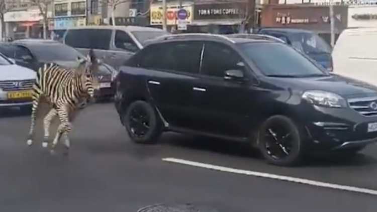 Zebra e arratisur shkakton rrëmujë në rrugët e Seulit