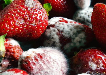 Ja 3 ushqimet që mund të konsumohen… edhe pasi janë mykur