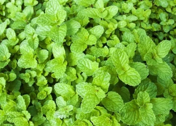 Bimët komunikojnë mes tyre, ja si ndodh kjo gjë…