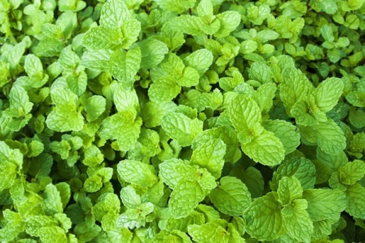 Bimët komunikojnë mes tyre, ja si ndodh kjo gjë…