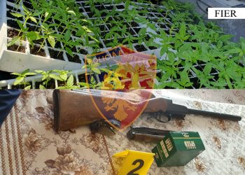 Fidanë kanabisi në banesë, 1 në pranga e 1 në kërkim