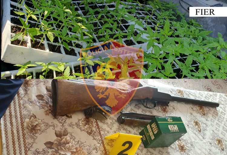 Fidanë kanabisi në banesë, 1 në pranga e 1 në kërkim