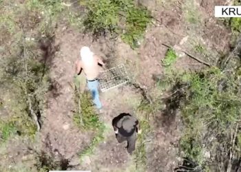 Policia, mision intensiv për zbulimin e kanabisit në Krujë