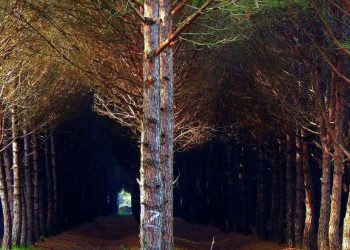 Braktisën skafin që do e mbushnin me drogë? Autorët ‘arratisen’…