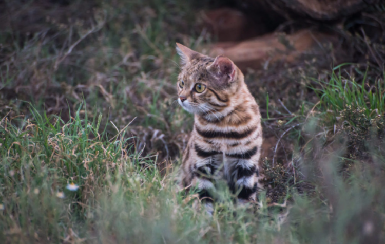 Macja më vdekjeprurësja dhe e rrezikshmja në botë