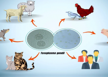 Paraziti që ju bën të dukeni më të bukur