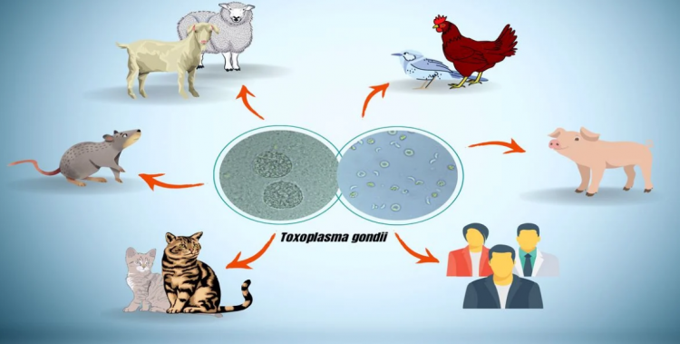 Paraziti që ju bën të dukeni më të bukur
