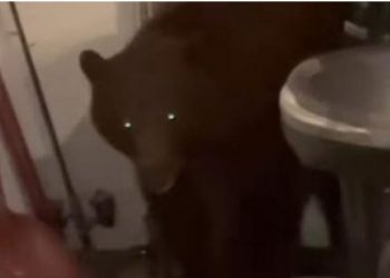 Çifti amerikan gjen ariun brenda në shtëpi (VIDEO)