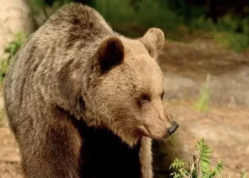 Ky ari është ‘vrasës’, banorët kanë kërkesë të pazakontë që…