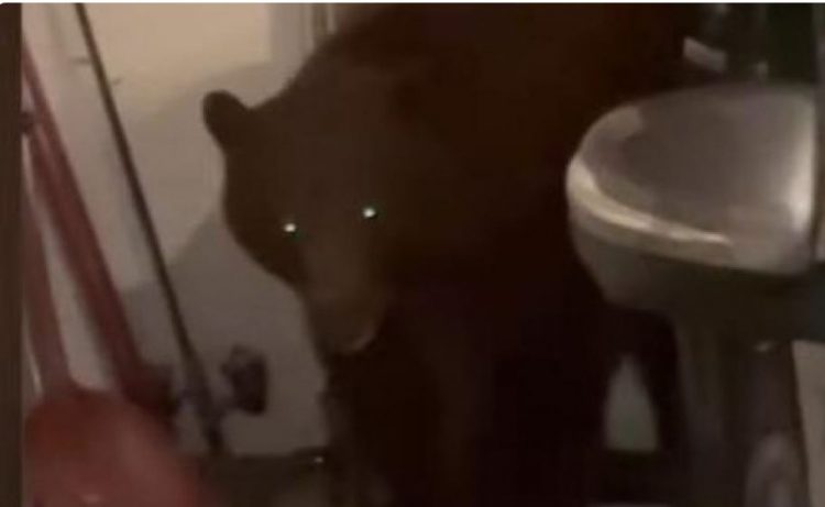 Çifti amerikan gjen ariun brenda në shtëpi (VIDEO)