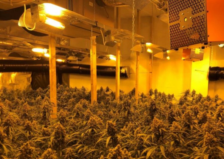 Zbulohet një plantacion kanabisi në Spanjë, në pranga 4 shqiptarë