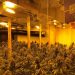 Zbulohet një plantacion kanabisi në Spanjë, në pranga 4 shqiptarë