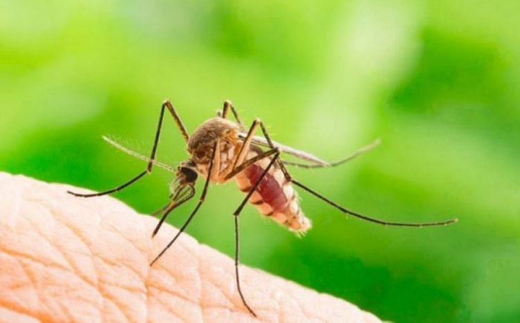 Në Argjentinë kanë gjetur mënyrën për të zhdukur mushkonjat