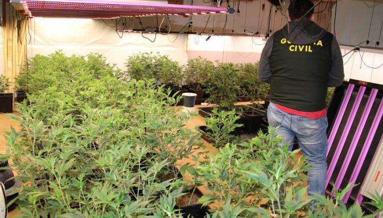 Zbulohen 14 shtëpi bari në Spanjë, arrestohen 19 shqiptarë e rusë