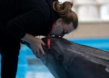 Delfinët refugjatë nga Ukraina argëtojnë fëmijët rumunë (FOTO)