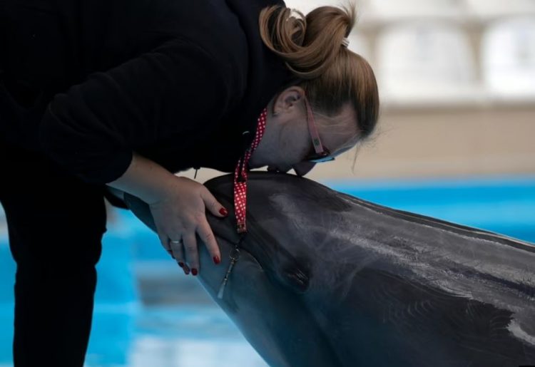 Delfinët refugjatë nga Ukraina argëtojnë fëmijët rumunë (FOTO)