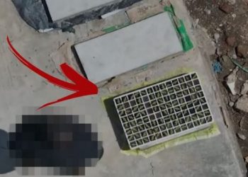 Kultivon kanabis në kubikë, arrestohet pronari i banesës (Emri)