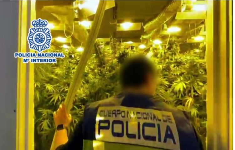 Policia spanjolle ‘bastis’ plantacionet me kanabis të shqiptarëve