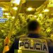 Policia spanjolle ‘bastis’ plantacionet me kanabis të shqiptarëve