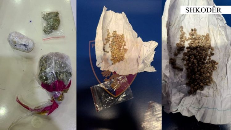 Shiste fara kanabisi, kapet 49 vjeçari në Shkodër