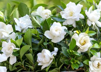 Si të mbillni dhe të kujdeseni për lulen e gardenias