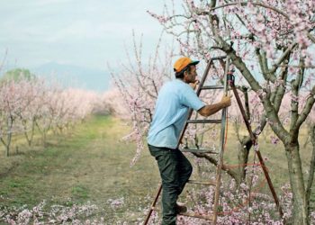 Grekët të shqetësuar: Kanë ikur shqiptarët, do na kalben pjeshkat