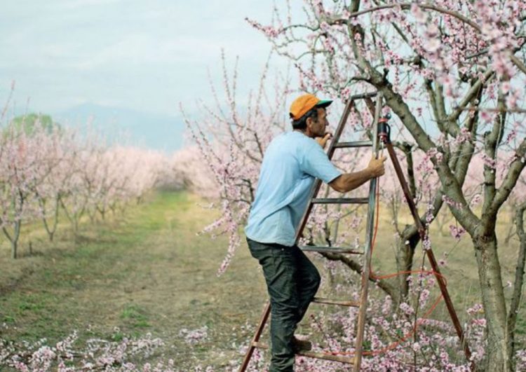 Grekët të shqetësuar: Kanë ikur shqiptarët, do na kalben pjeshkat