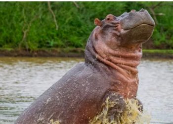 Vritet hipopotami i Escobar në Kolumbi