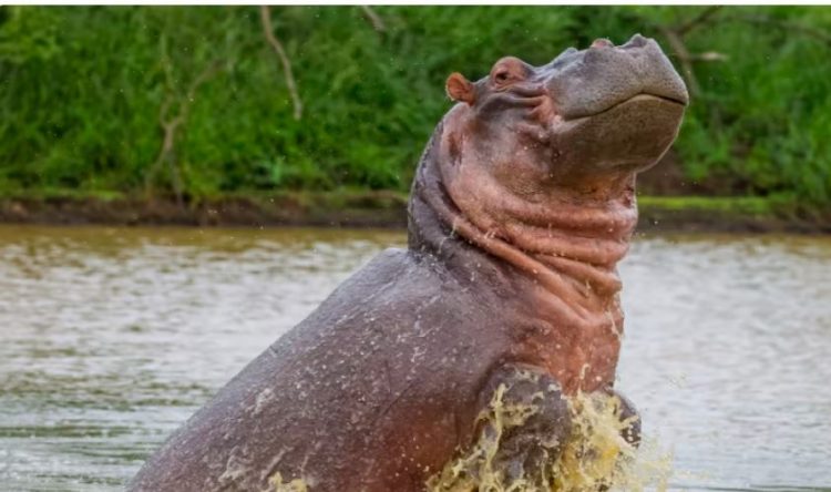 Vritet hipopotami i Escobar në Kolumbi