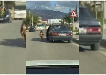 VIDEO/ Tërhoqi zvarrë kafshën, gjobitet drejtuesi i mjetit
