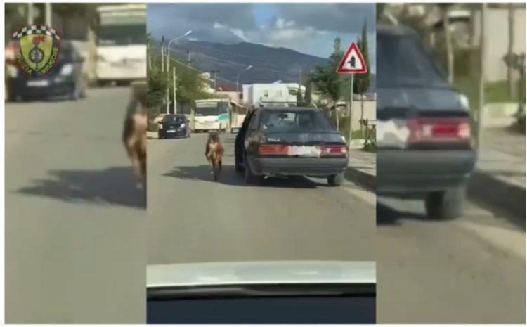 VIDEO/ Tërhoqi zvarrë kafshën, gjobitet drejtuesi i mjetit