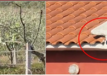 Tritol makinës së kreut të PD-së, kamerat kanë pikasur 2 persona