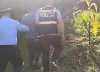 VIDEO/ Zbulohet serë kanabisi në Shkodër, pranga 58-vjeçarit