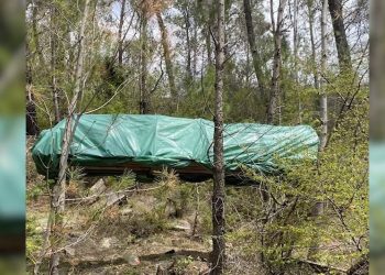 Krujë/ Serë kanabisi në mes të pyllit, autorët në kërkim