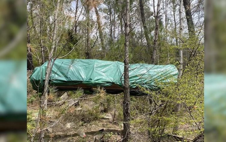 Krujë/ Serë kanabisi në mes të pyllit, autorët në kërkim