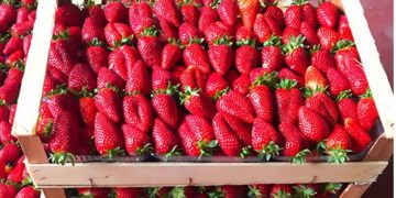 Arsyet pse duhet të konsumoni më shumë luleshtrydhe